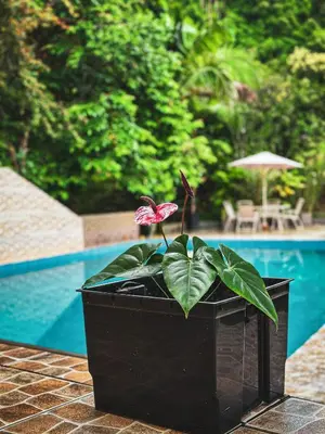 a plant in a black pot next to a pool at Albergue Turístico Gstir in Pozuzo